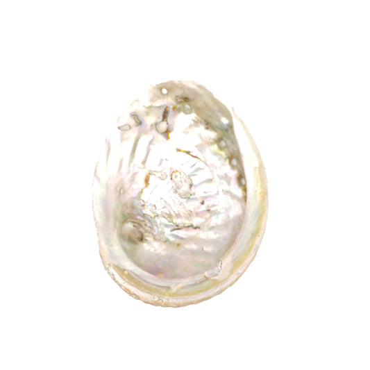 Australian Pearl Abalone Shell (Unpolished)