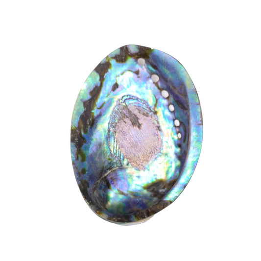 New Zealand Paua Shell (Polished)