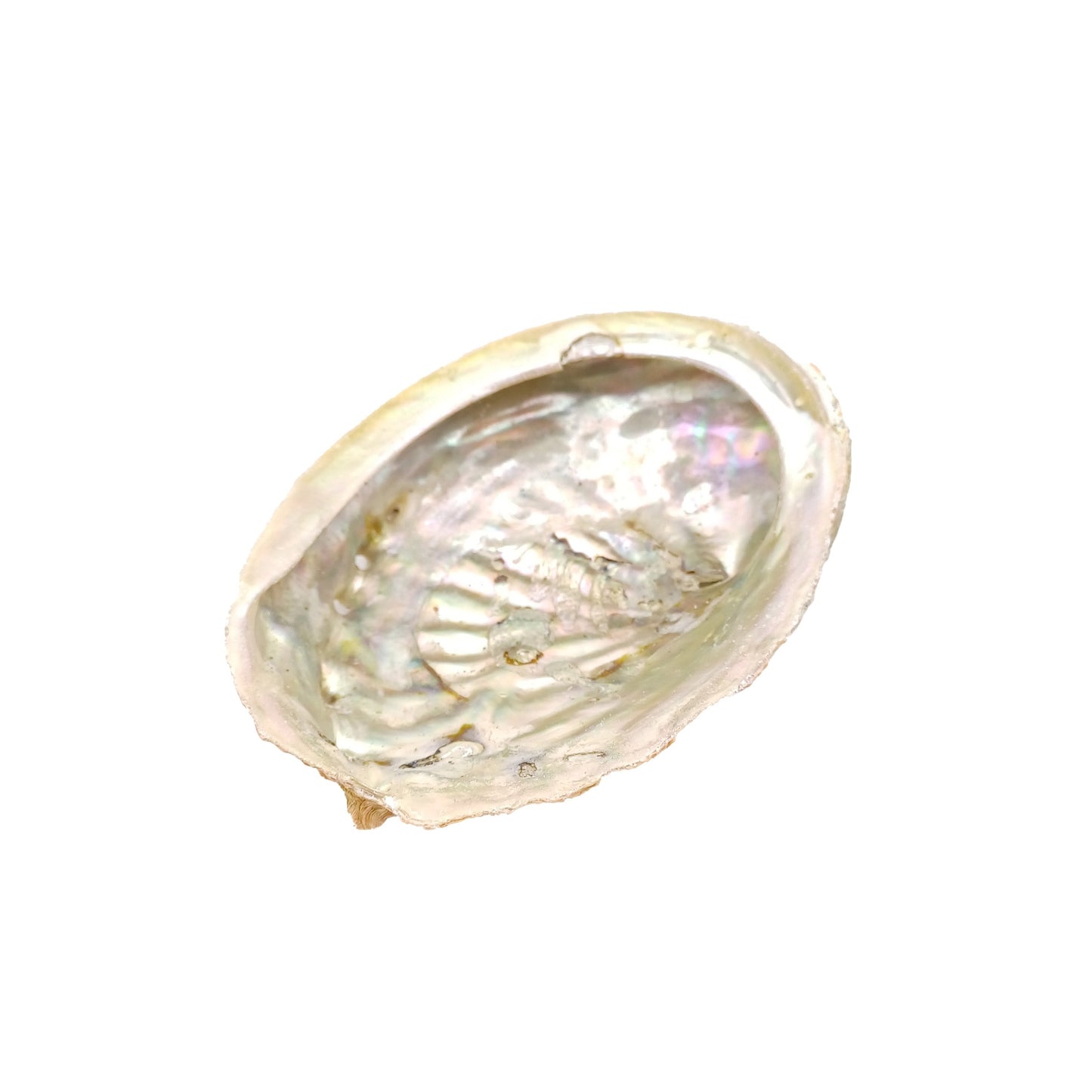 Australian Pearl Abalone Shell (Unpolished)